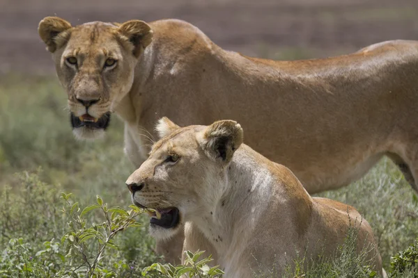 Zdarma cestovní divoké africké Lev — Stock fotografie