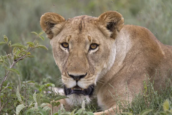 Ücretsiz gezici vahşi Afrika aslanı — Stok fotoğraf