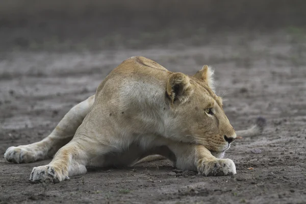 Libre vagando león salvaje africano — Foto de Stock
