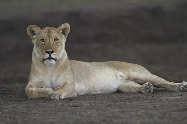 Frei umherstreifende wilde afrikanische Löwen — Stockfoto