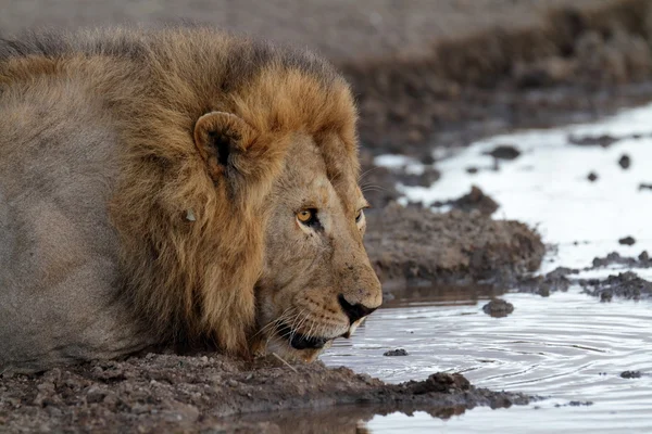 Vrij wild zwervende Afrikaanse leeuw — Stockfoto