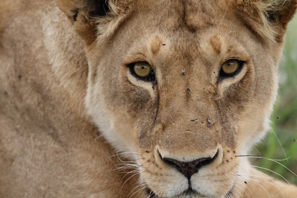 Leão africano itinerante selvagem livre — Fotografia de Stock