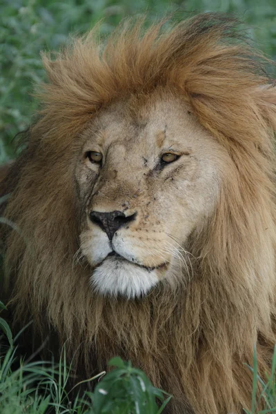 Free wild roaming african lion — Stock Photo, Image
