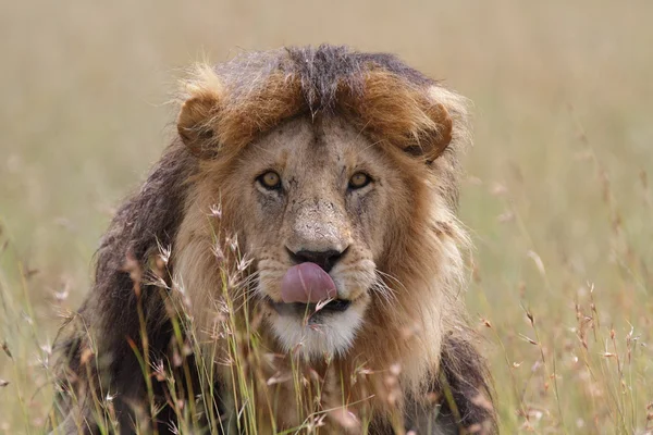 Vrij wild zwervende Afrikaanse leeuw — Stockfoto