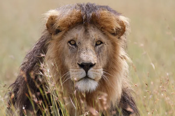 Libero selvaggio roaming leone africano — Foto Stock