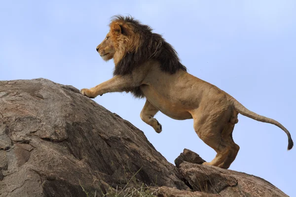 Libre salvaje vagando león africano — Foto de Stock