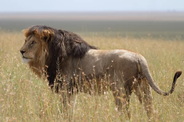 Free wild roaming african lion — Stock Photo, Image