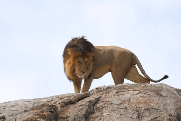 Libre salvaje vagando león africano — Foto de Stock