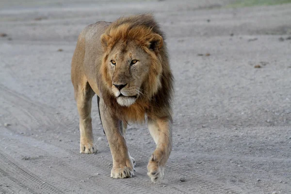 Free wild roaming african lion — Stock Photo, Image