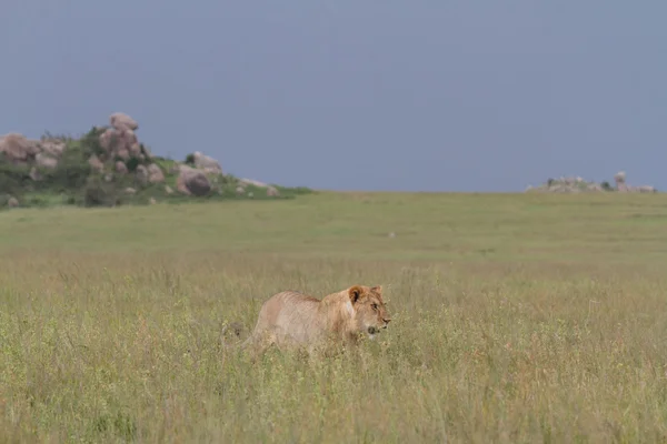 Free wild roaming african lion — Stock Photo, Image