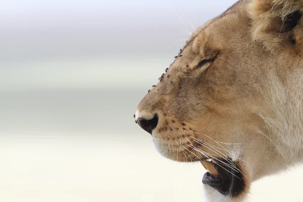 Leão africano itinerante selvagem livre — Fotografia de Stock