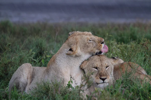 Szabad vad barangolási afrikai oroszlán — Stock Fotó