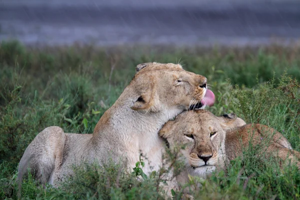 Gratis vilda roaming afrikanska lejon — Stockfoto