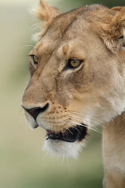 Free wild roaming african lion — Stock Photo, Image