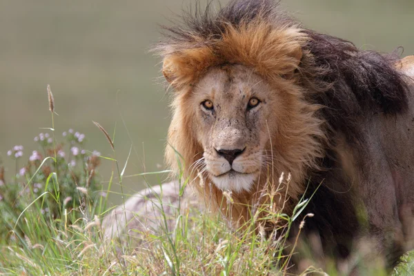 Free wild roaming african lion — Stock Photo, Image