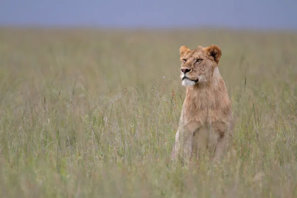 Volný divoké cestovní africký Lev — Stock fotografie