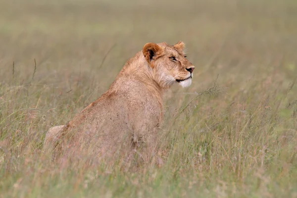 Gratis vilda roaming afrikanska lejon — Stockfoto