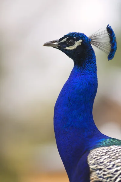 Portret van mannelijke peacock — Stockfoto