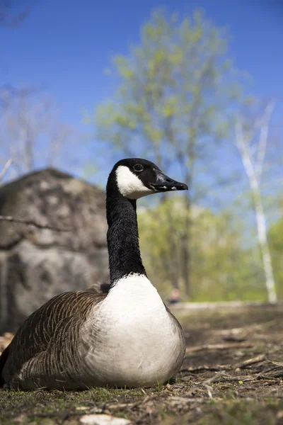 Porträtt av canadian goose — Stockfoto