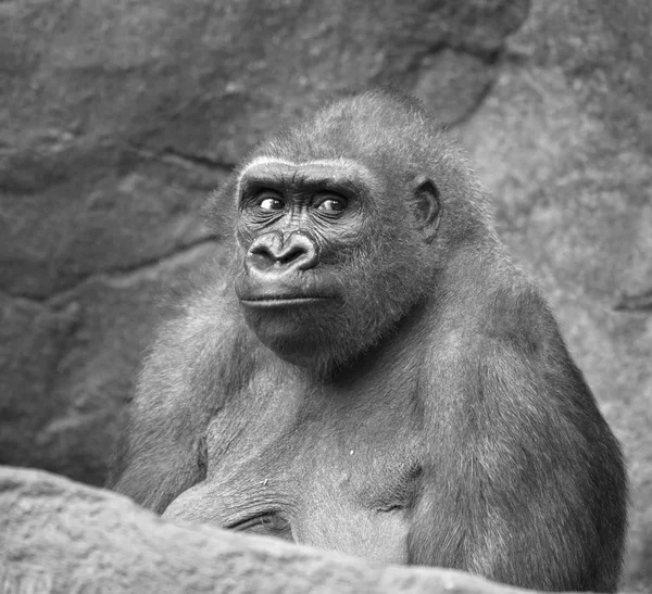 Retrato de mono gorila — Foto de Stock