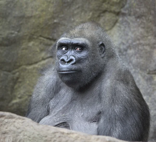 Portrait of gorilla ape — Stock Photo, Image