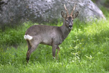 Male roe deer in green background clipart
