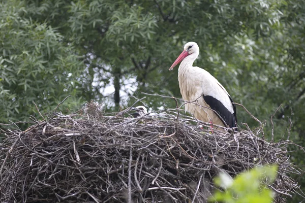 Cicogna bianca europea con pulcini nel nido — Foto Stock