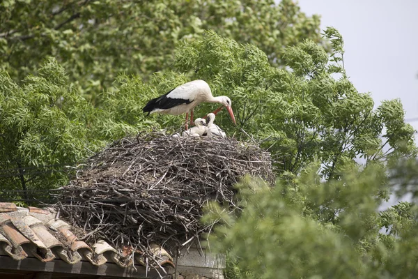 带着小鸡们在它的巢中的欧洲白鹳。 — 图库照片