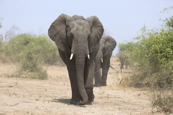 Vahşi Afrika fili portresi
