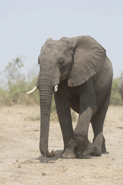 Retrato de elefante africano salvaje — Foto de Stock