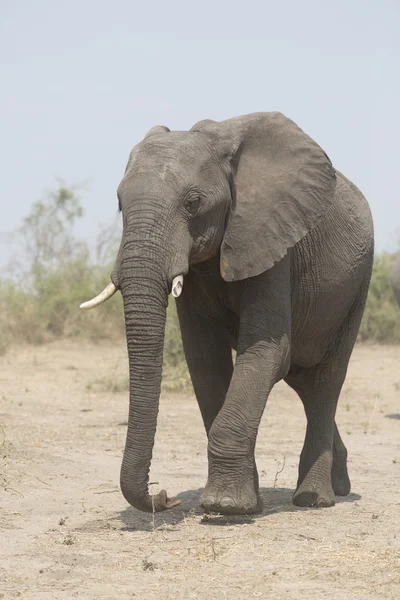 Portrait de l'éléphant sauvage d'Afrique — Photo