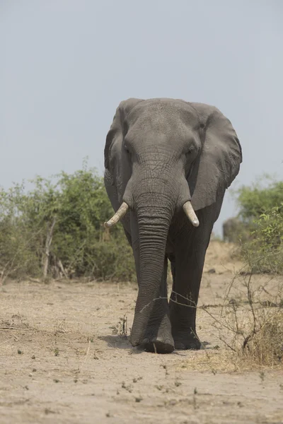 Portrait de taureau éléphant d'Afrique sauvage errant gratuitement — Photo