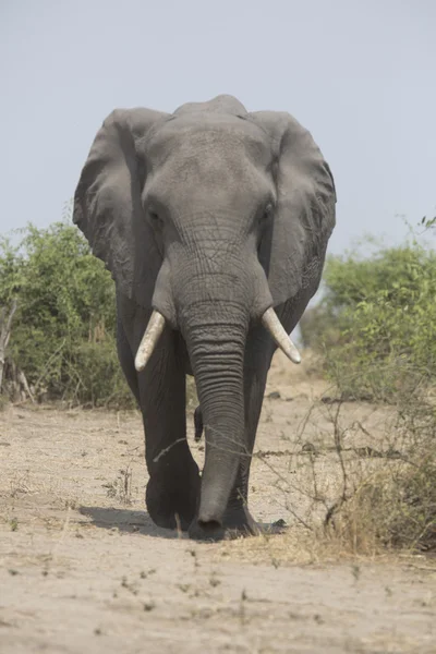 Retrato de toro elefante africano itinerante libre salvaje — Foto de Stock