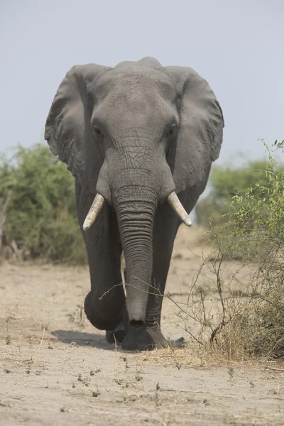 Retrato de toro elefante africano itinerante libre salvaje — Foto de Stock