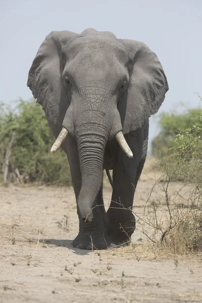 Retrato de toro elefante africano itinerante libre salvaje — Foto de Stock