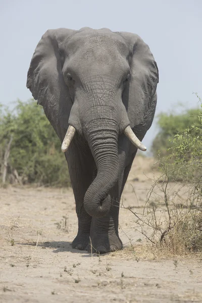 Portrait de taureau éléphant d'Afrique sauvage errant gratuitement — Photo