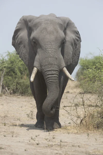 Retrato de toro elefante africano itinerante libre salvaje — Foto de Stock