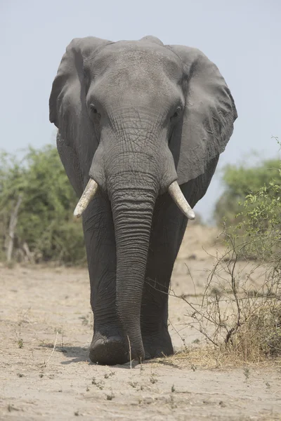 Retrato de toro elefante africano itinerante libre salvaje — Foto de Stock