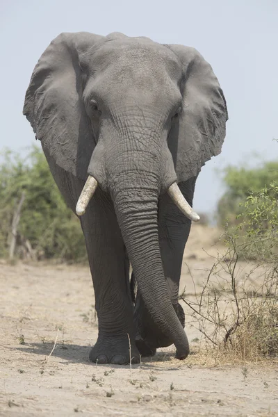 Retrato de toro elefante africano itinerante libre salvaje — Foto de Stock