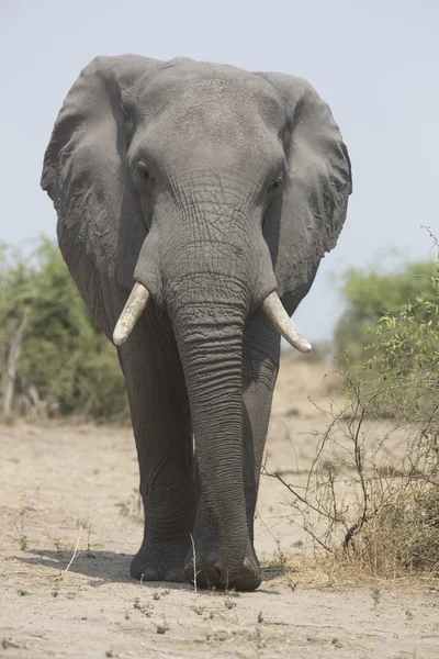 Portrait de taureau éléphant d'Afrique sauvage errant gratuitement — Photo