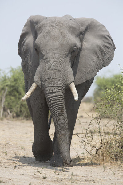 Portrait of wild free roaming african elephant