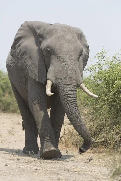 Portrait de l'éléphant sauvage d'Afrique — Photo