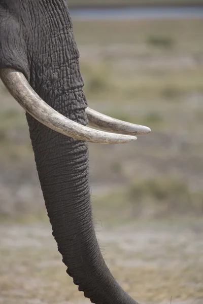 Portret dziki słoń afrykański — Zdjęcie stockowe