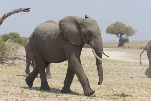 Retrato de elefante africano salvaje —  Fotos de Stock