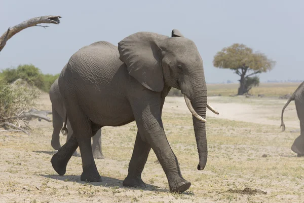 Portrait of wild african elephant — Stock Photo, Image