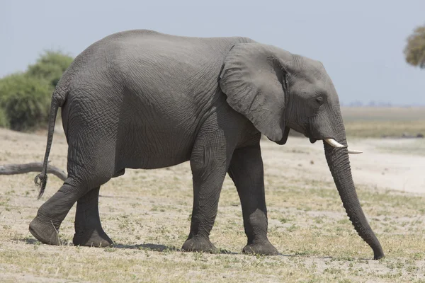 Portrait de l'éléphant sauvage d'Afrique — Photo