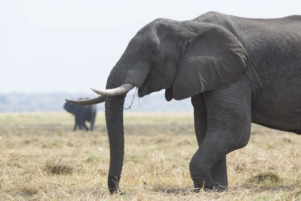 Portrét divoký slon africký — Stock fotografie