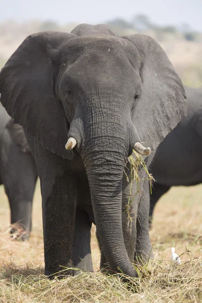 野生的非洲大象的肖像 — 图库照片