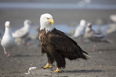 Portrait of american bald eagle clipart