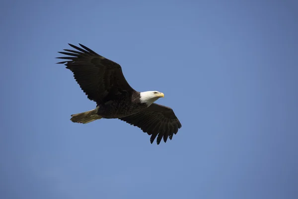 Πορτρέτο του αμερικανική φαλακρός αετός — Φωτογραφία Αρχείου